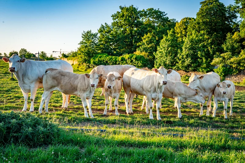 Colis de boeuf 15 kg